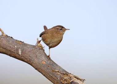 Avrasya çalısı (Troglodit trogloditleri) kırmızı böğürtlenli bir şahin dikeninin dalları üzerinde filme alınmıştır.