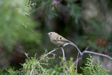 Goldcrest (Regulus regulus) iskele tarafı bir thuja dalına yakın çekim yaptı