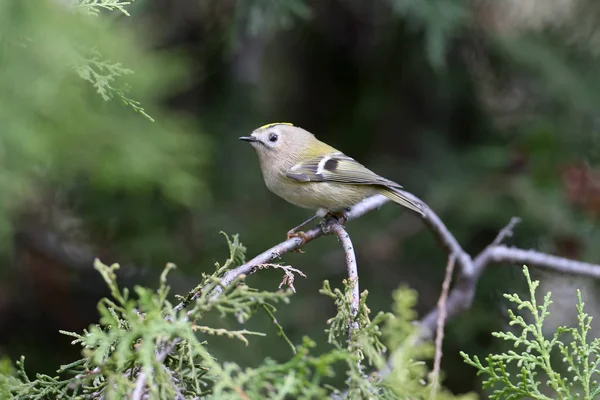 Goldcrest (Regulus regulus) iskele tarafı bir thuja dalına yakın çekim yaptı