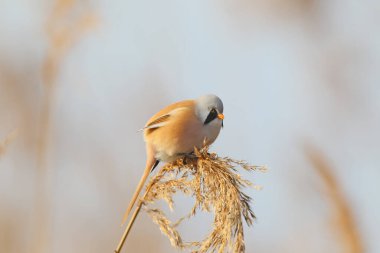 Sakallı memeler ince kamış dallarında yakın plan çekiliyor.