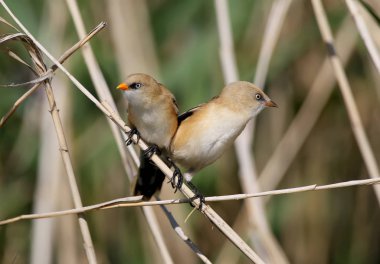 Sakallı memeler ince kamış dallarında yakın plan çekiliyor.