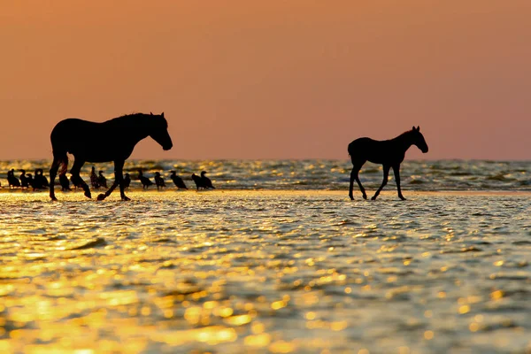 Las Aves Otros Animales Son Fotografiados Los Rayos Del Sol — Foto de Stock