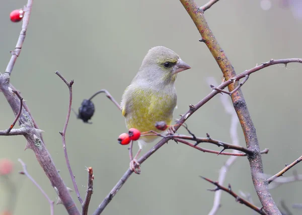 Male Greenfinch Filmed Branch Background Bright Red Berries Hawthorn Blurred — Stock Photo, Image