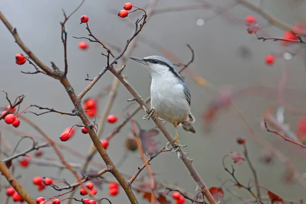 Ευρασιατική Nuthatch Ξύλο Nuthatch Sitta Europaea Γυρίστηκε Ένα Υποκατάστημα Φόντο — Φωτογραφία Αρχείου