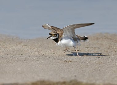 A male little ringed plover in  breeding plumage standing in the sand near the blue waters of the sea