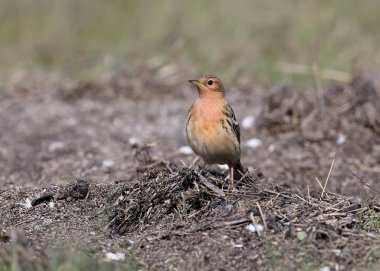 Kırmızı boğazlı bir pipit (Anthus cervinus) erkek çimlerin arasında oturur ve kameraya bakar. Fotoğrafı kapat.