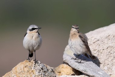 Kuzeydeki buğday sakalı (Oenanthe oenanthe) erkek ve dişi mavi gökyüzüne karşı bir kaya üzerinde birlikte durur.