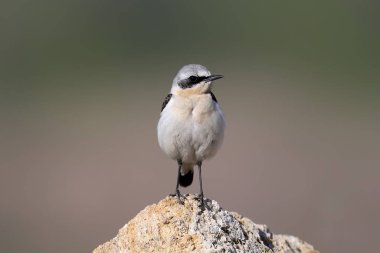 Kuzey Wheatear (Oenanthe oenanthe) erkeği mavi gökyüzüne karşı bir kayanın üzerinde durur.