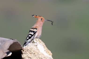 Hoopoe kayalara oturur ve uzun gagasında kalın bir solucan tutar.