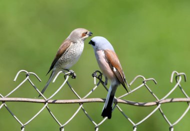 Kırmızı bir çift örümcekkuşu, bulanık yeşil arka planda metal bir çitin üzerinde yan yana oturur. Bir dişi, erkek hediyesini gagasında taşır.