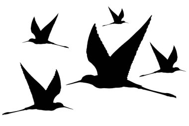 Siyah kanatlı bir siluet Uçuşta beyaz üzerine izole edilmiş 