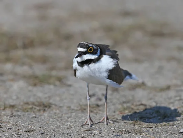 Een Mannetje Kleine Ringelende Plevier Het Fokken Verenkleed Staand Het — Stockfoto