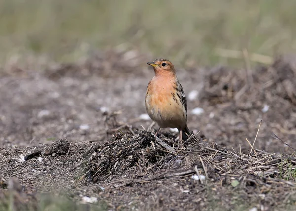 Macho Garganta Roja Anthus Cervinus Sienta Suelo Entre Hierba Mira — Foto de Stock