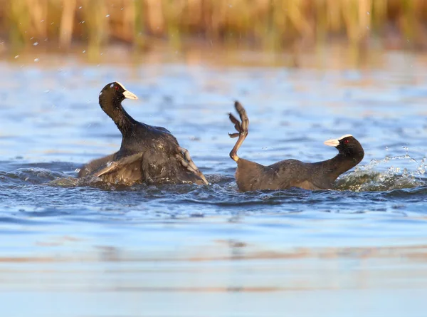 Twee Mannetjes Van Euraziatische Koet Vechten Het Wateroppervlak Boven Het — Stockfoto