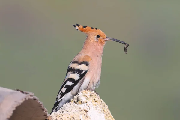 Hoopoe Sitter Stenar Och Håller Tjock Mask Sin Långa Näbb — Stockfoto