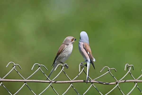 A pair of red backed shrike  sit together on a metal fence on a blurred green background.