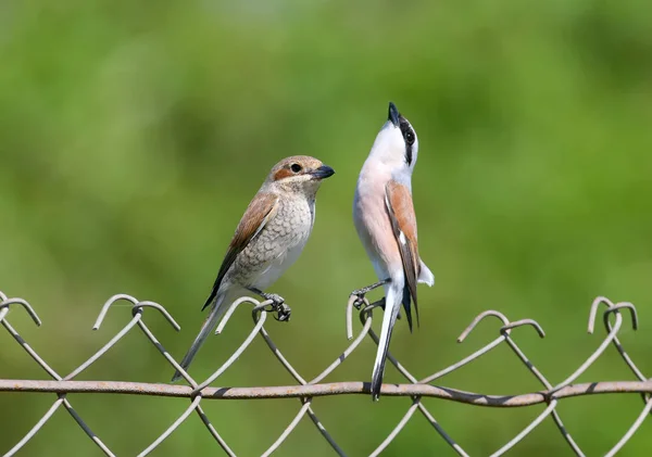 A pair of red backed shrike  sit together on a metal fence on a blurred green background.