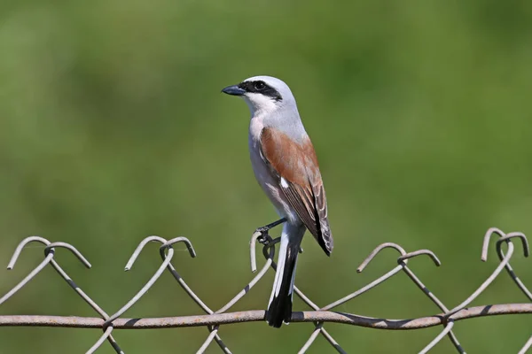 Amale Red Backed Shrike Sedí Kovovém Plotě Rozmazaném Zeleném Pozadí — Stock fotografie