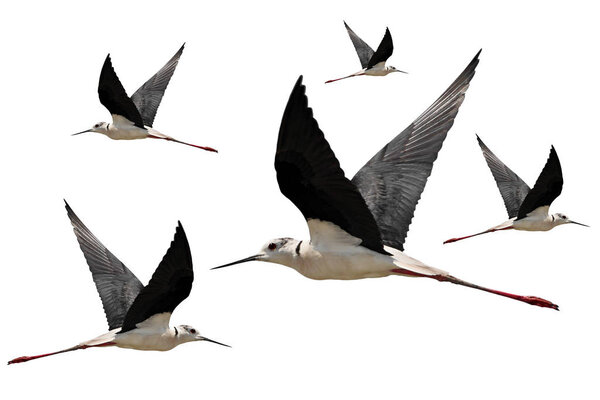 Black winged stilt in flight isolated on white