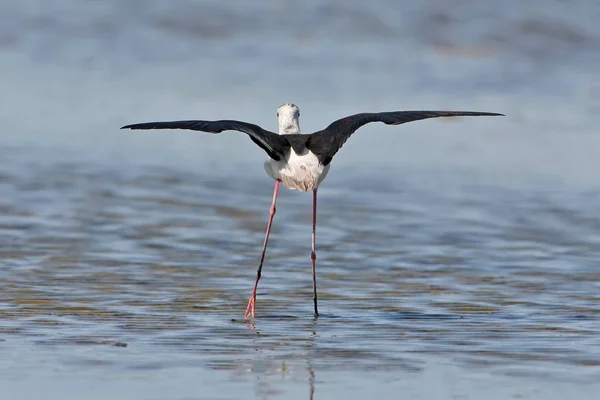 Échasses Ailées Noires Tient Dans Eau Avec Les Ailes Ouvertes — Photo