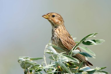 Çok yakından bir portre, bulanık arka planda bir mısır kirazının üzerinde duruyor.