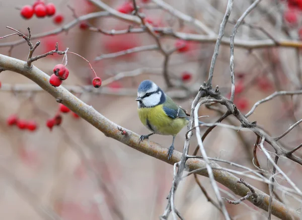 Poitrine Bleue Sur Buisson Aubépine Entouré Baies Rouges — Photo