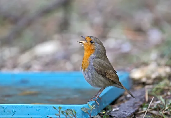 Avrupa bülbülü (Erithacus rubecula) bir dal üzerinde ve bir içici üzerinde çekilmiştir. Ayrıntılı fotoğrafı tam renkle kapat.