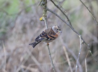 Böğürtlen çalısı (Fringilla montifringilla) dikey kuru bir ağaç dalında bulunur.