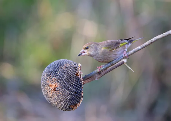 Männliche Und Weibliche Grünfinken Aus Nächster Nähe Auf Ästen Und — Stockfoto