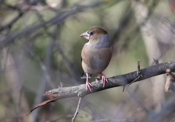 Neobvykle Detailní Hawfinch Koktejly Koktejly Pták Byl Zastřelen Poblíž Neobvyklých — Stock fotografie