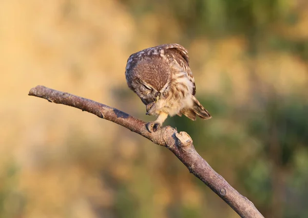 Klein Uilenkuiken Zittend Een Dikke Tak Stralen Van Avondzon Een — Stockfoto