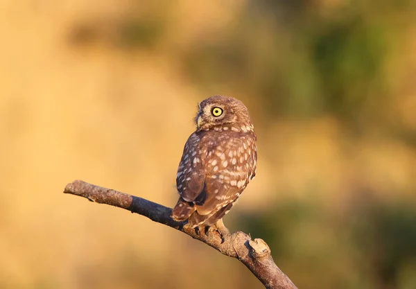 Klein Uilenkuiken Zittend Een Dikke Tak Stralen Van Avondzon Een — Stockfoto