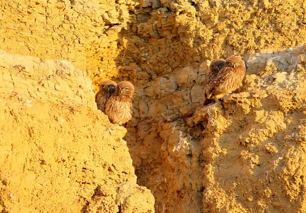 Cuatro Búhos Jóvenes Están Sentados Las Piedras Cerca Del Nido —  Fotos de Stock