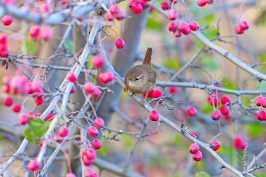 Avrasya çalıkuşu, parlak kırmızı böğürtlenli bir şahin dalında oturur.