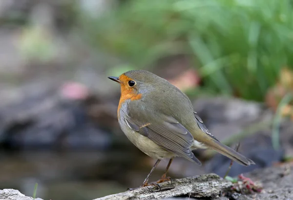 Extra Close Πορτρέτο Ενός Ευρωπαίου Robin Erithacus Rubecula Κάθεται Ένα — Φωτογραφία Αρχείου