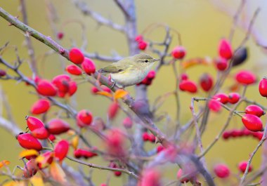 Kırmızı böğürtlenlerle çevrili yabani bir gül dalında oturan sıradan bir şifoniyer.