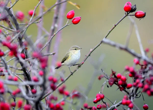 Common Chiffchaff Sitting Branch Wild Rose Bush Surrounded Red Berries — Stock Photo, Image