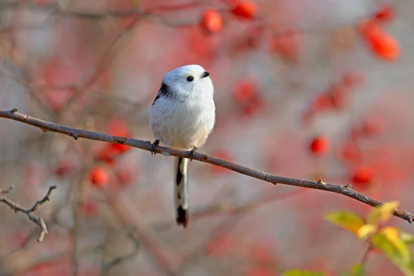 Langstaartmees Aegithalos Caudatus Zit Een Tak Van Wilde Rozenstruik Tegen — Stockfoto