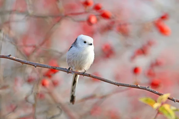 Hosszú Farkú Mell Vagy Hosszú Farkú Bushtit Aegithalos Caudatus Egy — Stock Fotó