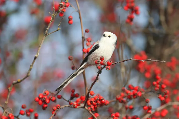 Langstaartmees Aegithalos Caudatus Zit Een Tak Van Meidoornstruik Tegen Een — Stockfoto