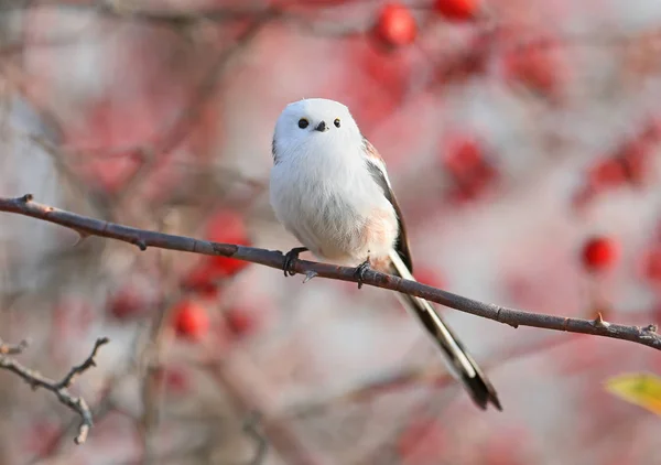 Langstaartmees Aegithalos Caudatus Zit Een Tak Van Wilde Rozenstruik Tegen — Stockfoto