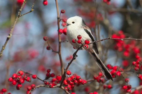 Long Tailed Tit Long Tailed Bushtit Aegithalos Caudatus Sits Branch — Stockfoto