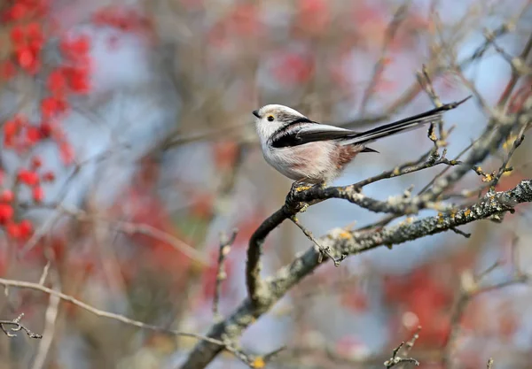 Langstaartmees Aegithalos Caudatus Zit Een Tak Van Meidoornstruik Tegen Een — Stockfoto