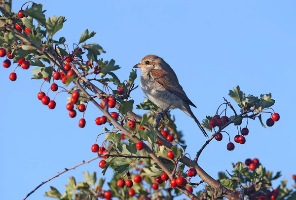 Pie Grièche Dos Rouge Trouve Sur Buisson Aubépine Entouré Baies — Photo