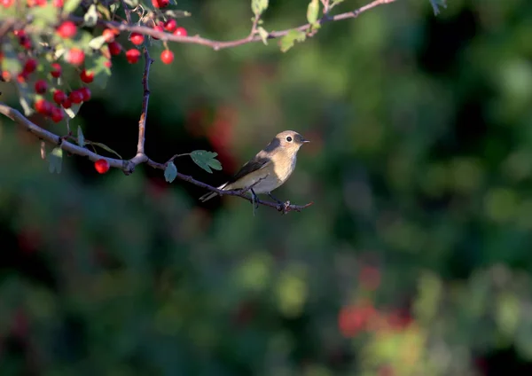 제비갈매기 Phoenicurus Phoenicurus 산딸기에둘러 부시에 — 스톡 사진