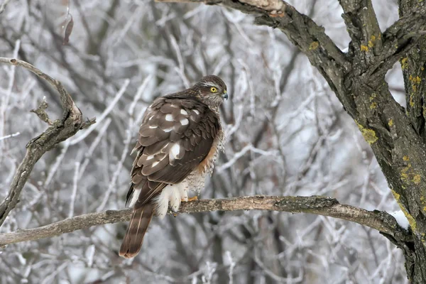 A female sparrow hawk sits on the branch on a forest
