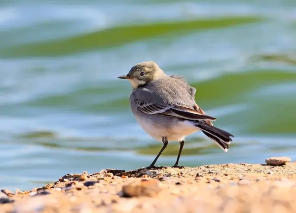 Witte Kwikstaart Staat Zandkust Van Het Estuarium Tegen Achtergrond Van — Stockfoto