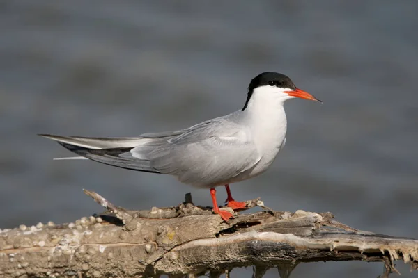 Voorkomende Stern Zit Grote Tak Tegen Wazig Water Achtergrond — Stockfoto