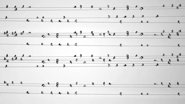 一大群燕子靠在空中的铁丝网上 高对比度和不寻常角度的黑白照片 — 图库照片