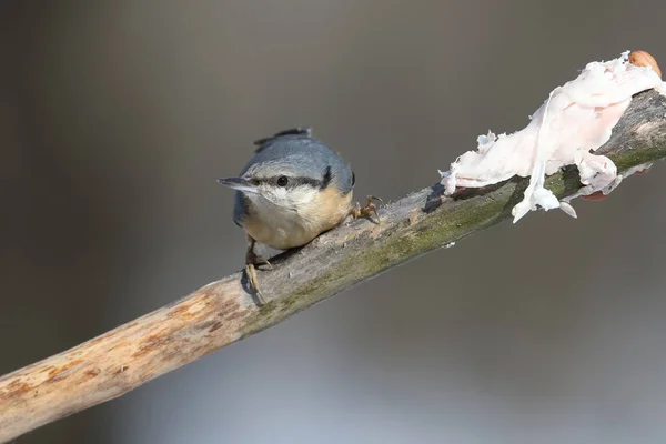 Sittelle Eurasienne Est Assise Sur Une Branche Diagonale Côté Morceau — Photo